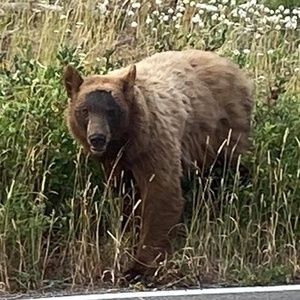 Meet your Posher, Wendy